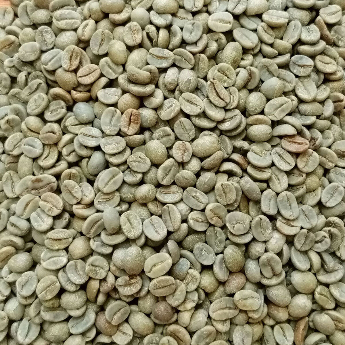 Fresh Green Coffee Beans 200g